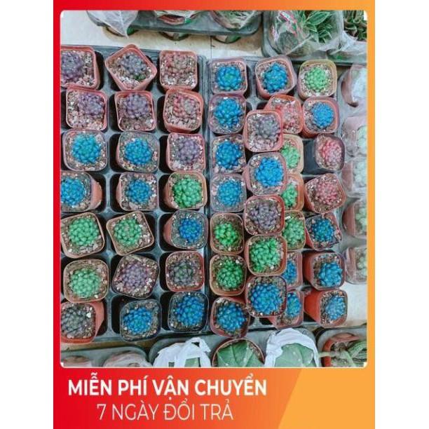 Kim Cương  60k/cây