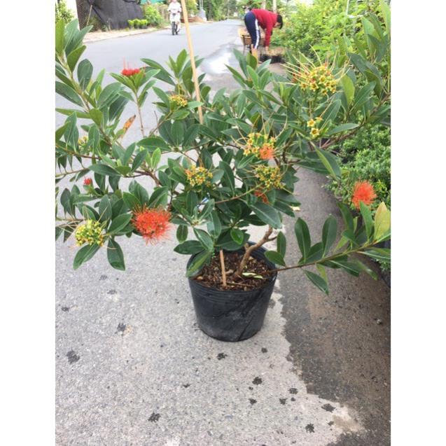 Cây mai thái siêu hoa