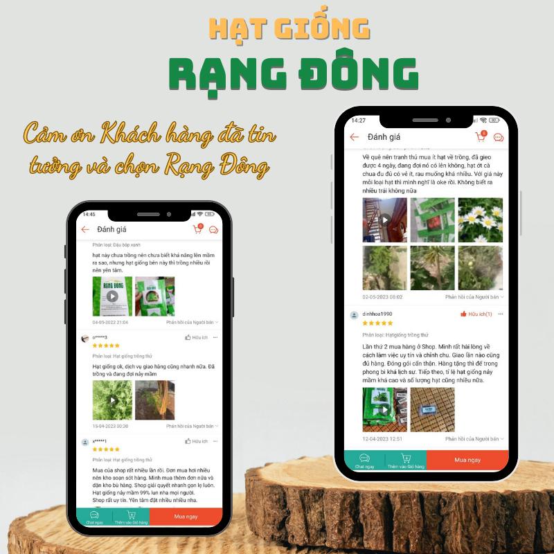 Hạt giống Hoa Sao Nhái Nhiều Màu Rd 811 (0,1g~35 hạt) hoa ra liên tục, trồng quanh năm - Hạt giống Rạng Đông