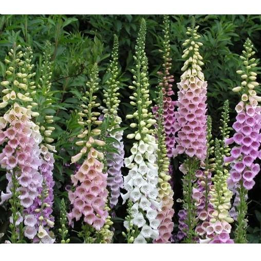 50hạt hoa mao địa hoàng nhiều màu