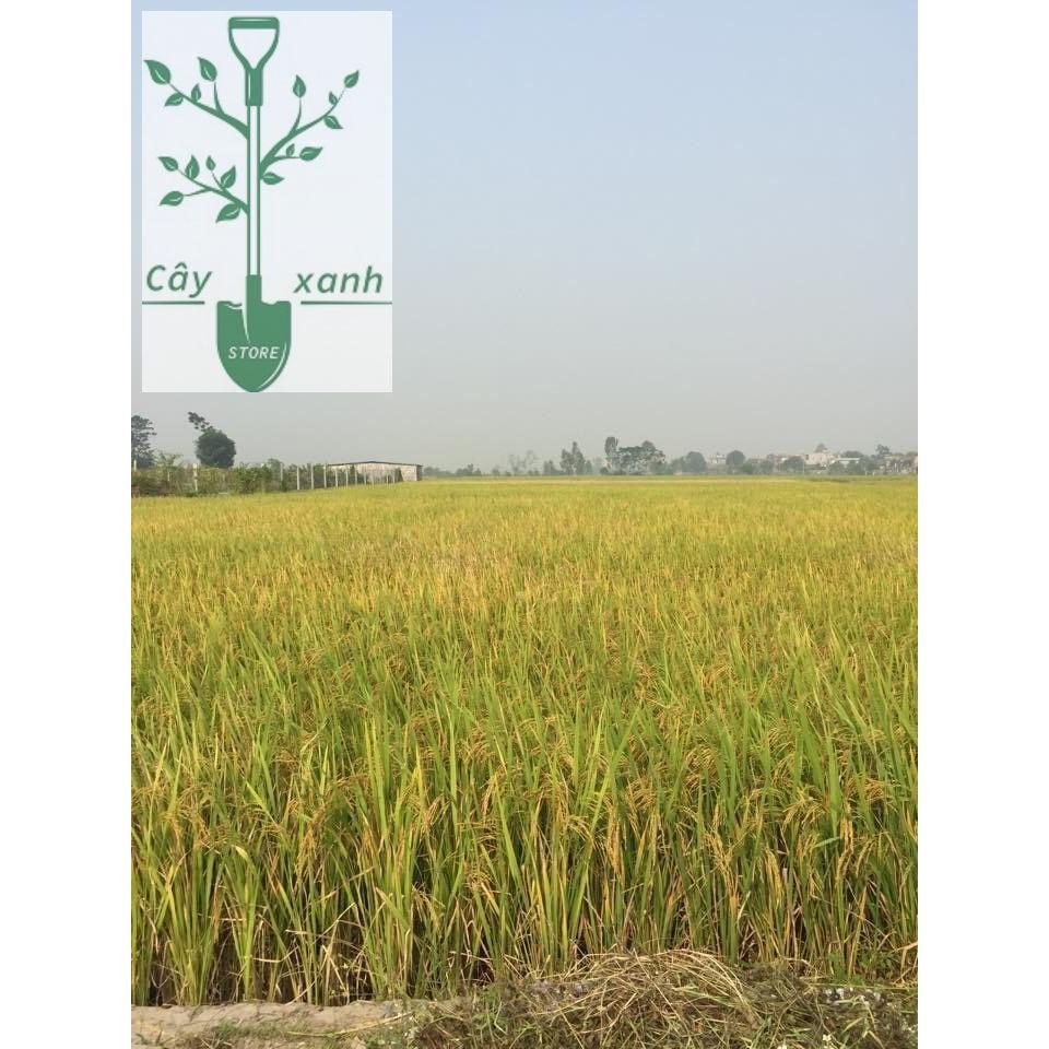 Phân Bò Đã Qua Xử Lý 3 dm3 Lavamix