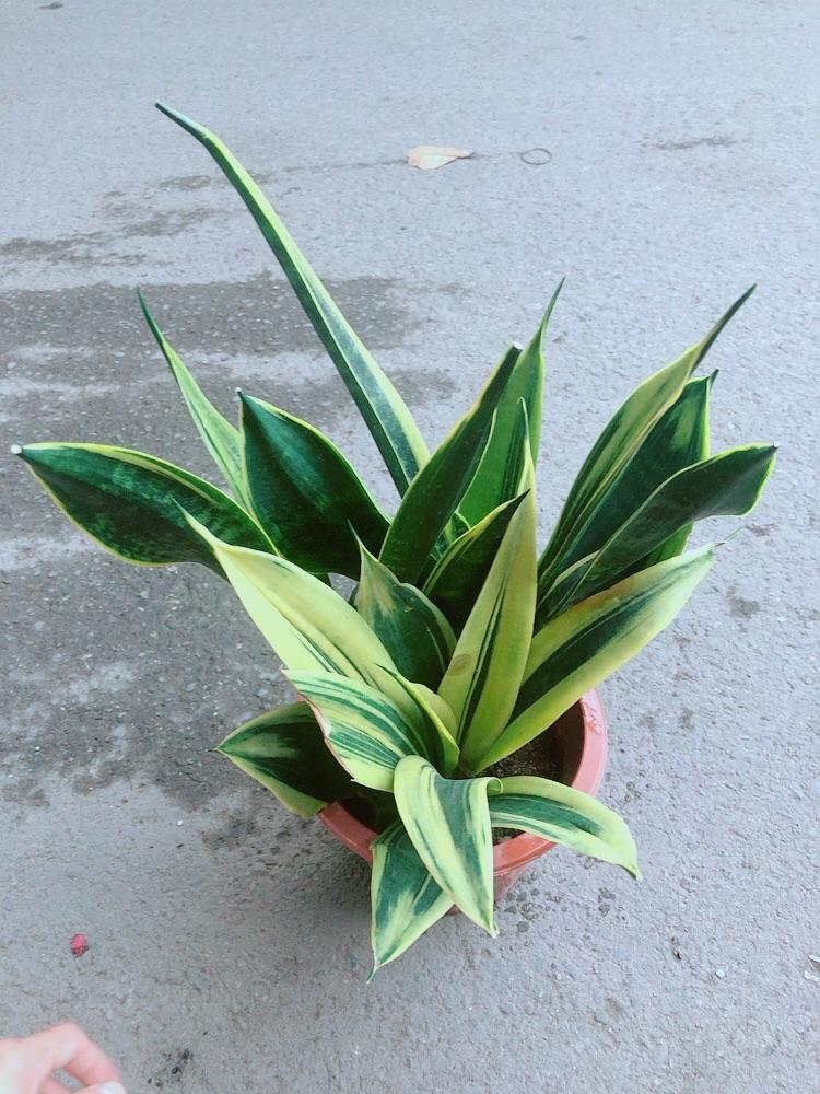 Lưỡi Hổ Hoàng Kim