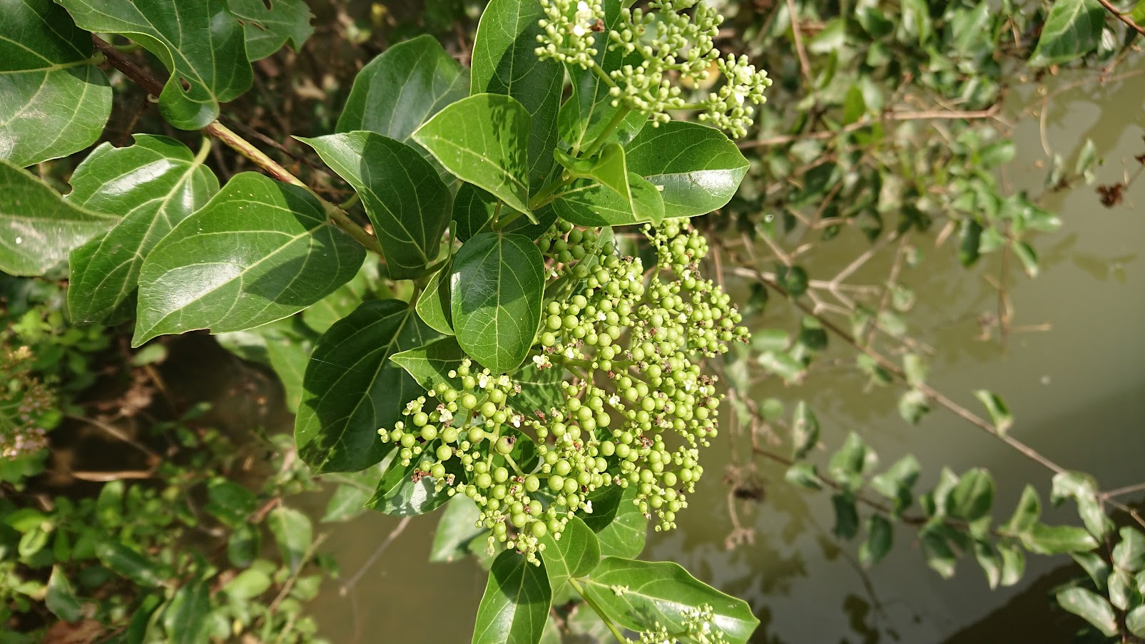 Hạt giống cây lá cách
