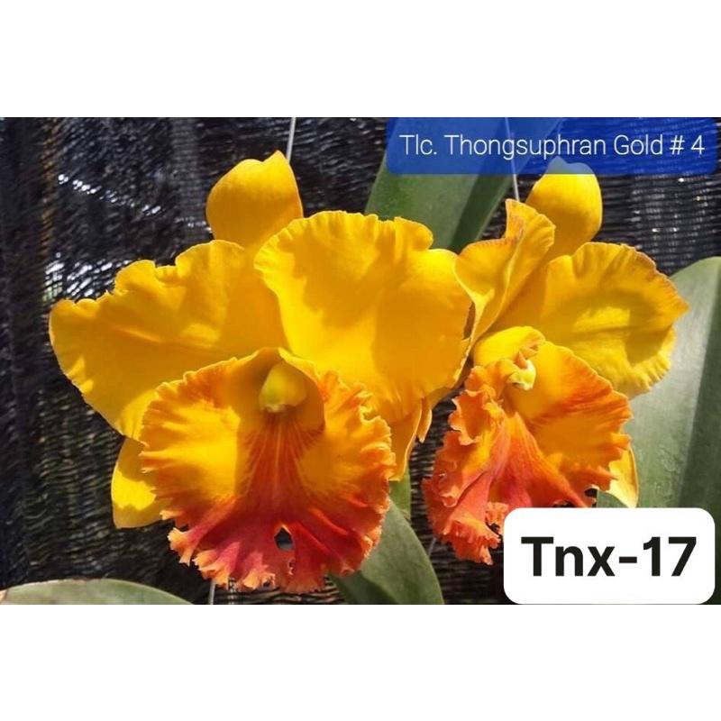 TNX17 - Hoa Lan Cattleya Thongsuphran Gold - cây Con