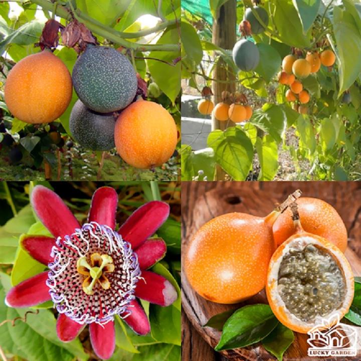 Cây chanh vàng mỹ NHANH SIÊU QUẢ CHUẨN GIỐNG F1