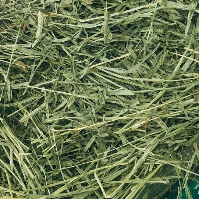 Túi 500 gr Cỏ Timothy cho thỏ , bọ ú , chuột lang ...