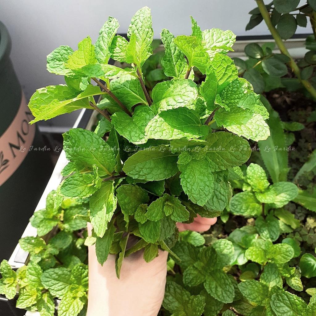 Hạt giống Rau Húng Lủi gói 0,2gr - Dễ trồng