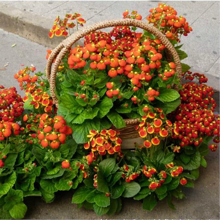 Hạt Giống Hoa Huyền Sâm Nhiều Màu CT440 - Gói 20 hạt