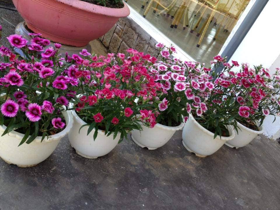 05 Gói Hạt Giống Hoa Cẩm Chướng Đơn Mix - Nảy Mầm Cực Chuẩn