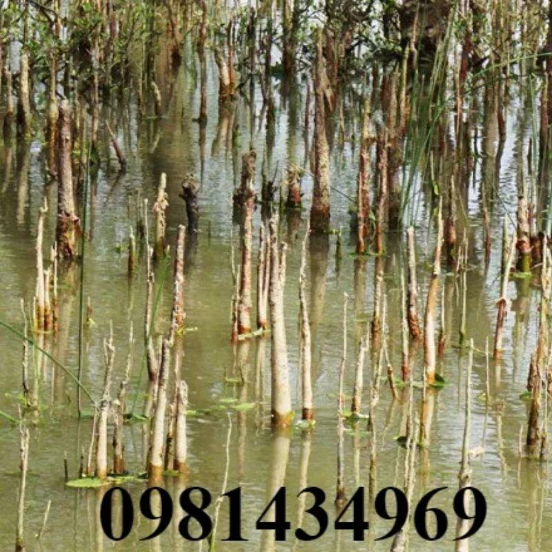 Giảm- Rễ Bần 01Kg Hàng To