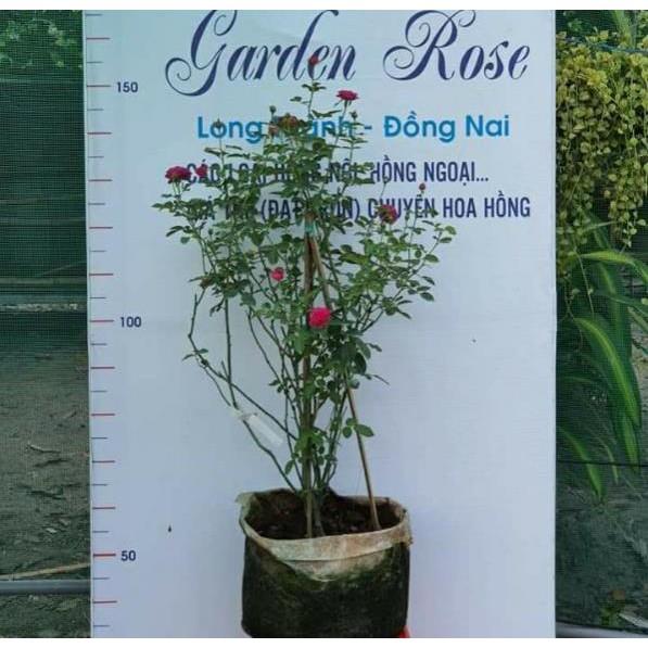 Com bo 5 cây Hoa Hồng Cổ Sapa