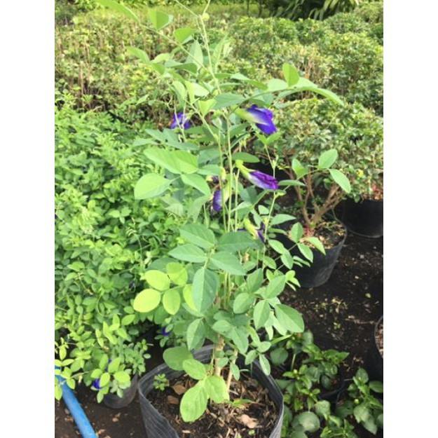 Cây hoa đậu biết