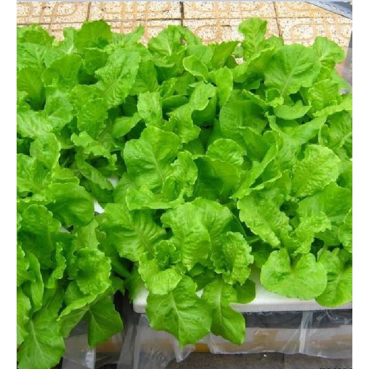 Hạt giống rau xà lách chịu nhiệt 5gr/gói