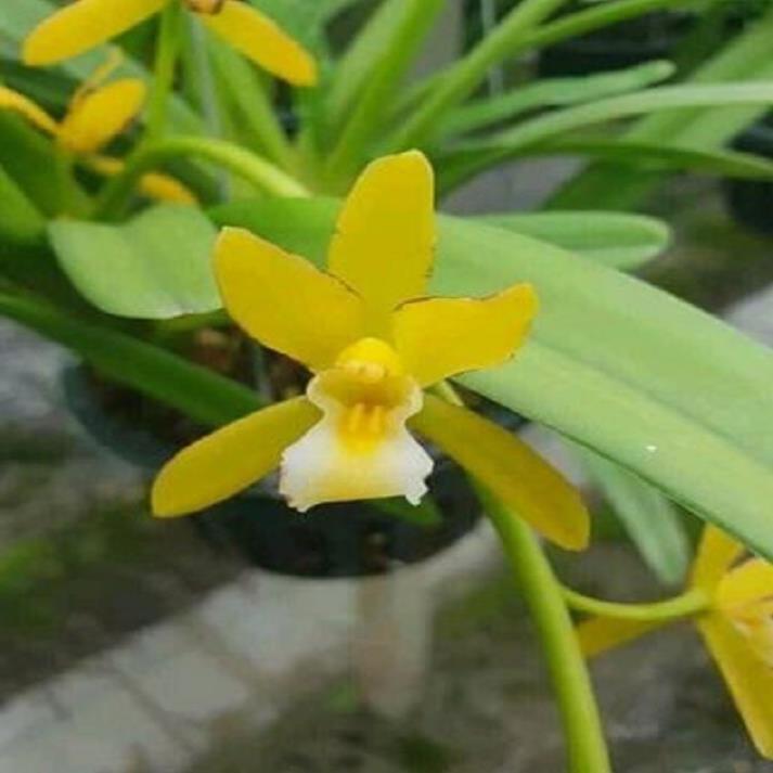Sản Phẩm Hoa phong lan kiếm vàng