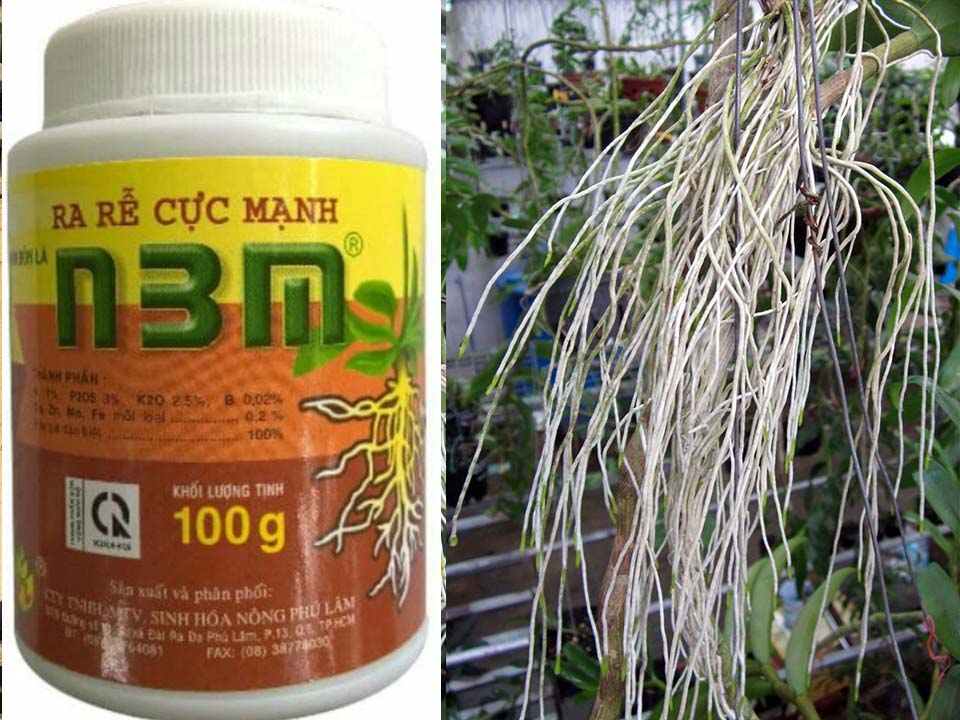 Thuốc Kích Rễ N3M- ra rễ cực mạnh n3m chai 100g