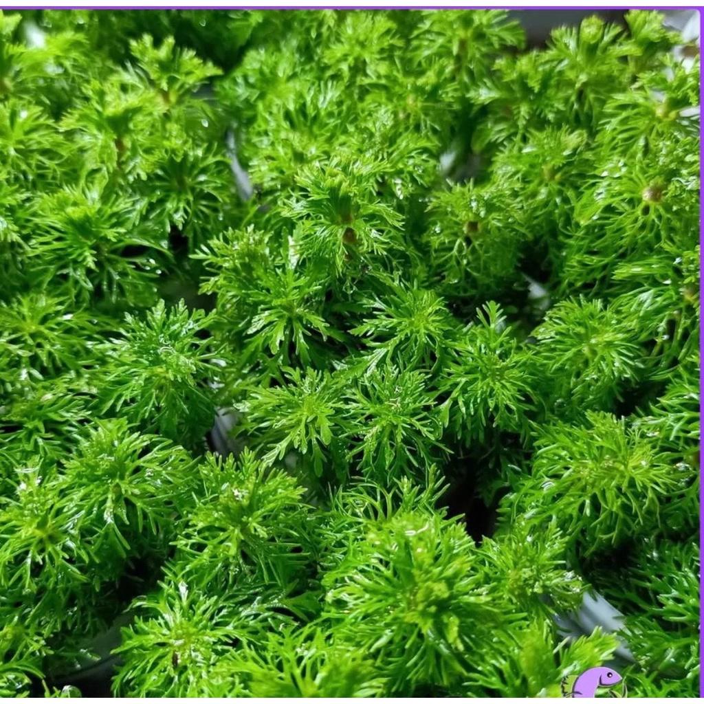 Tiểu bảo tháp 15 cây , cây thủy sinh