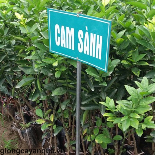 Cây cam sành siêu trái