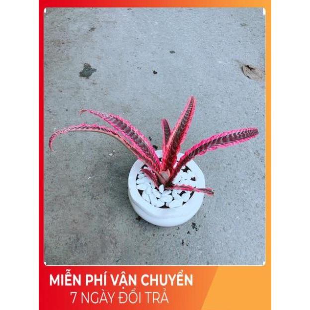 Chậu Cây Dứa Nữ Hoàng