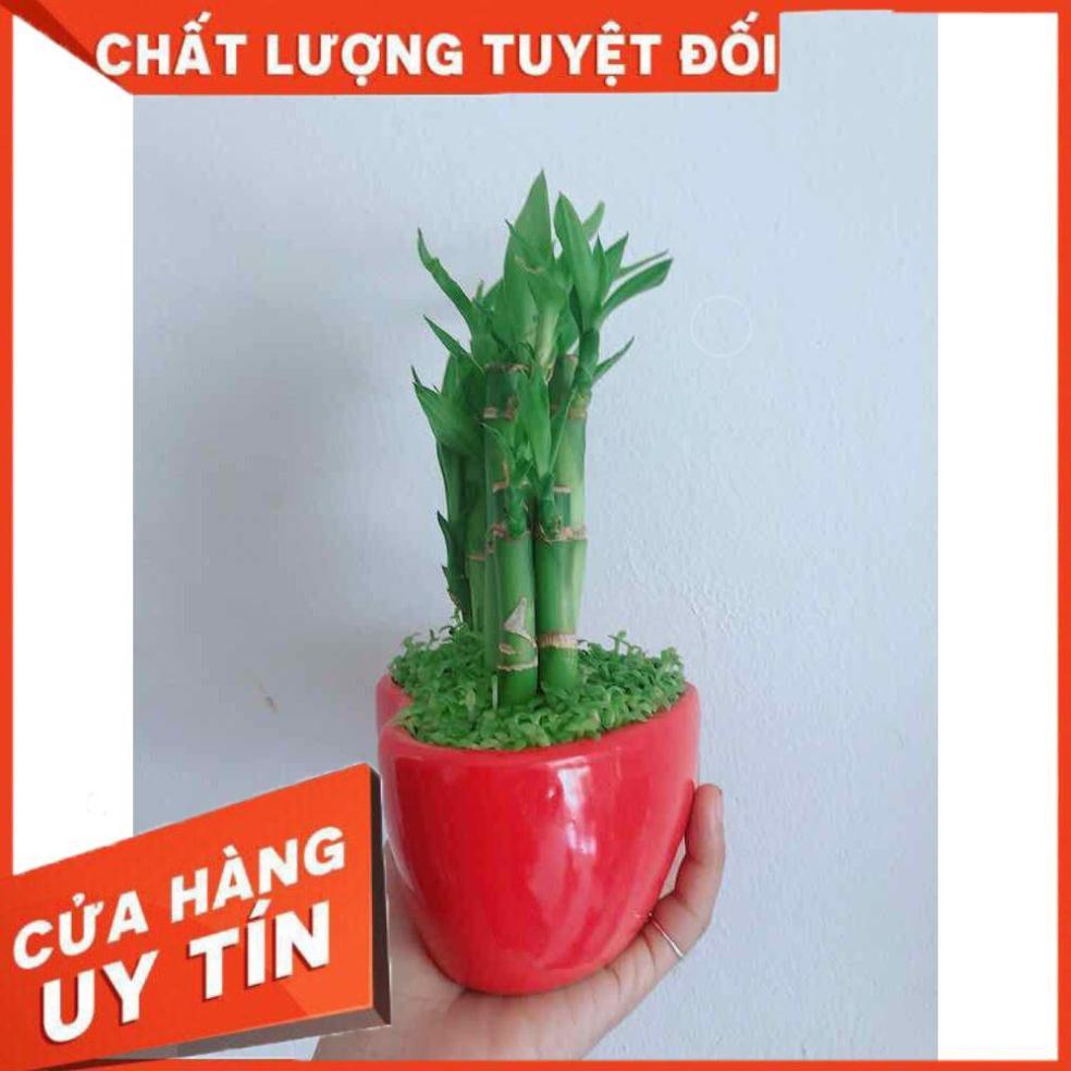 Chậu trúc phát tài trái tim Nhiều Người Mua