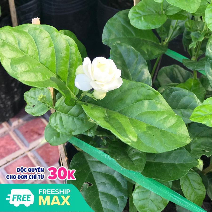 Cây lài trà  hoa thơm