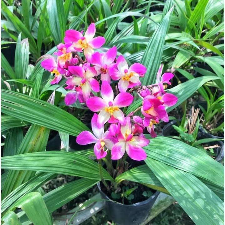 ĐỊA LAN CHU ĐỈNH màu hồng tím - bầu cây giống
