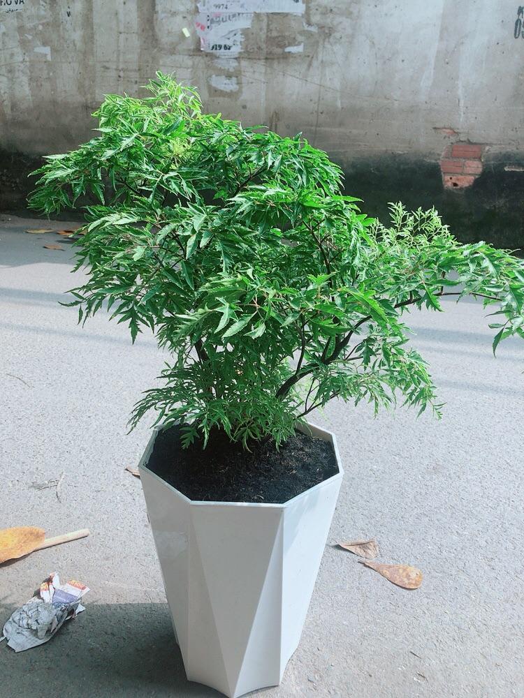 Chậu Cây Đinh Lăng