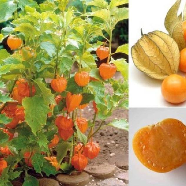 Combo 2 gói Hạt Giống Cây Thù Lù Nam Mỹ -gói 50 hạt-tặng kèm gói phân bón lót