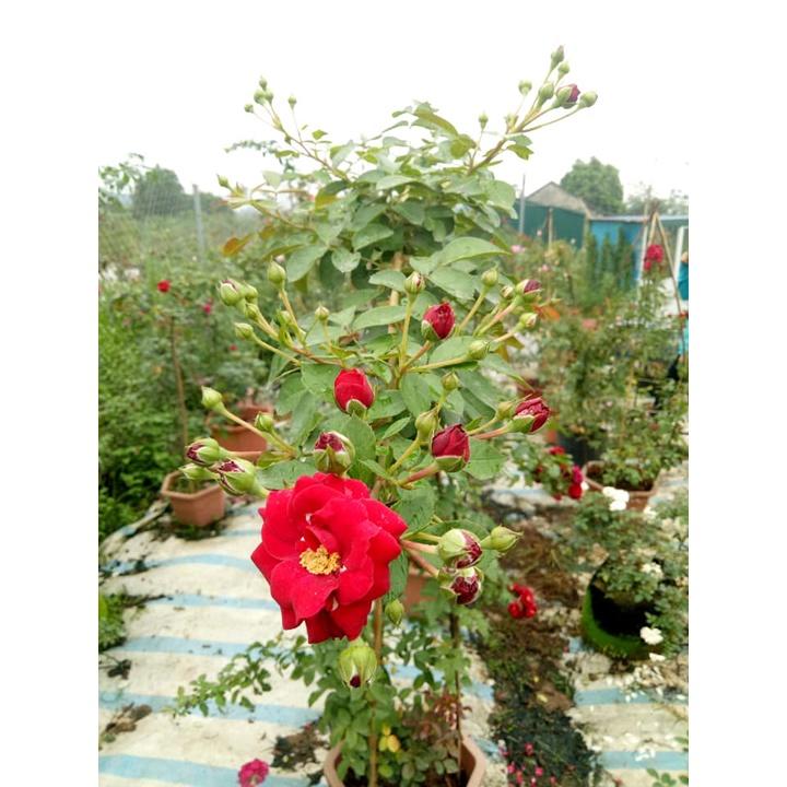 Hoa hồng ngoại Red Riding Hood - bầu to cây trưởng thành