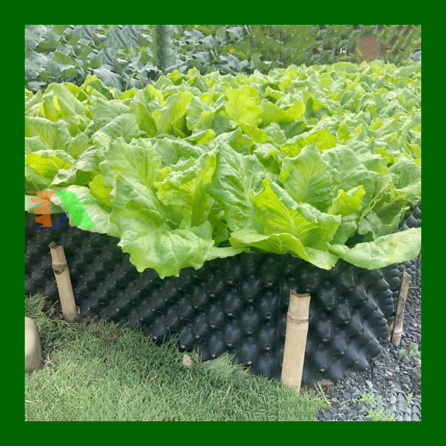 1 MÉT Bầu ươm cây V6 CAO 50CM dày 6mm, cắt theo mét dài khách đặt, tặng ốc vít-77902