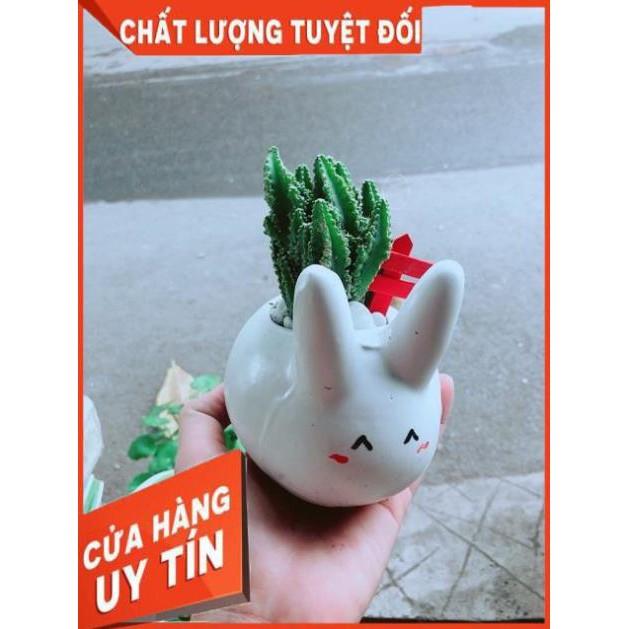 Chậu Xương Rồng Thanh Sơn Thỏ Trắng