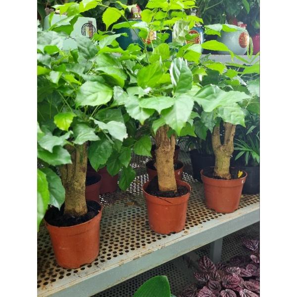Chậu Cây hạnh phúc - size để bàn