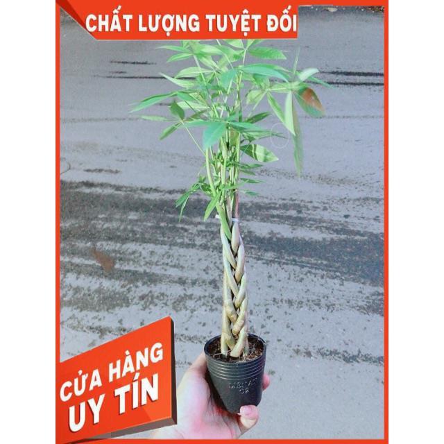 Kim Ngân Thắt Bính