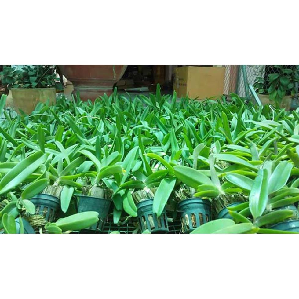 Sản Phẩm Hoa lan đai châu trắng đài loan