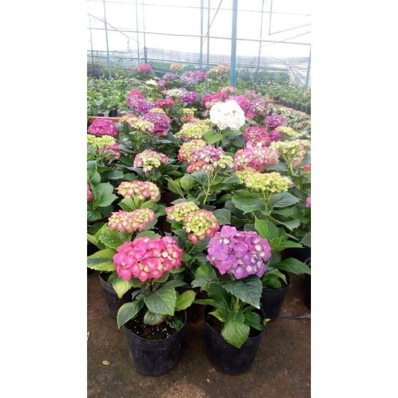 Cây giống cẩm tú cầu nhiều màu
