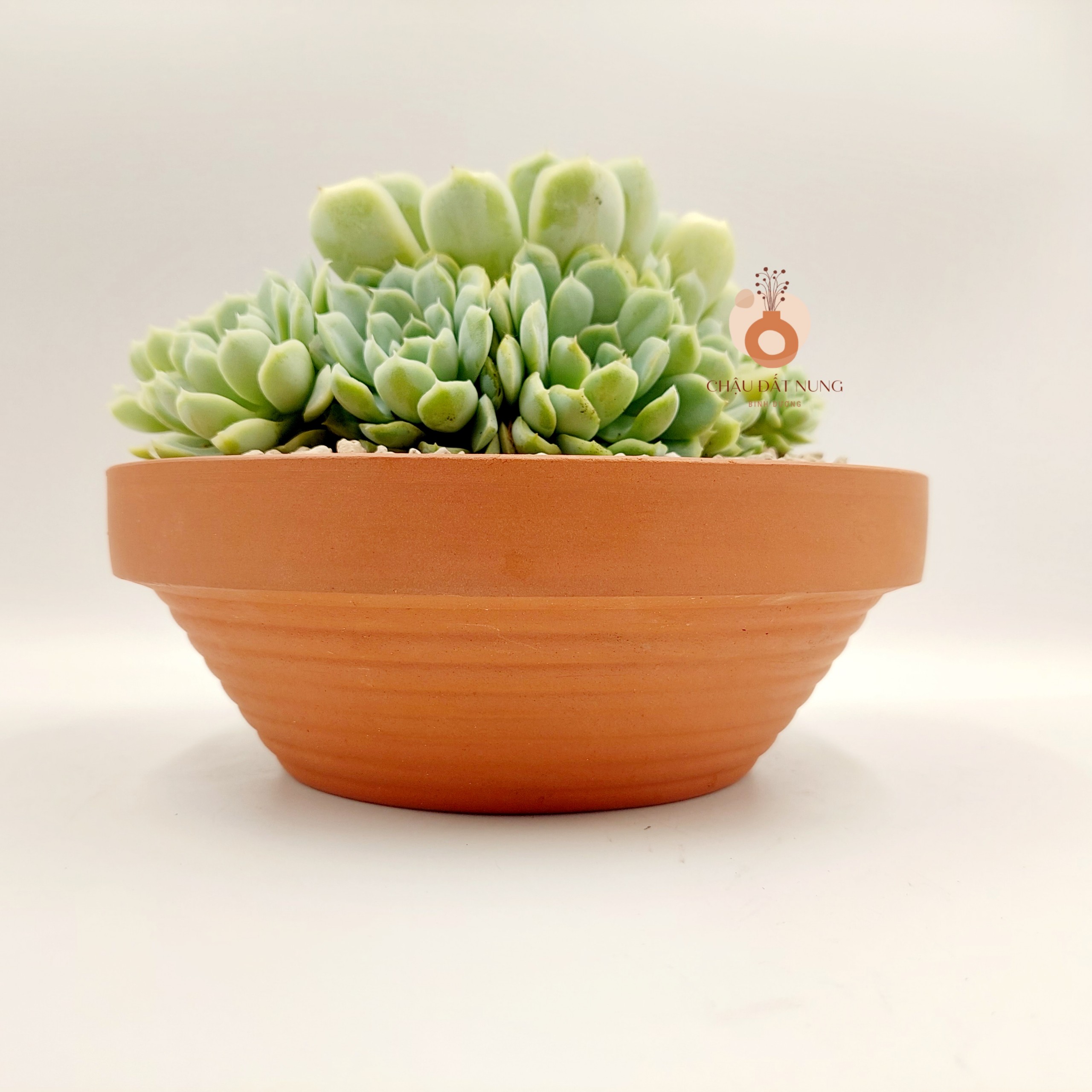 Chậu đất nung, chậu sen đá - Thau 2075, miệng chậu 20cm, chiều cao 7.5cm