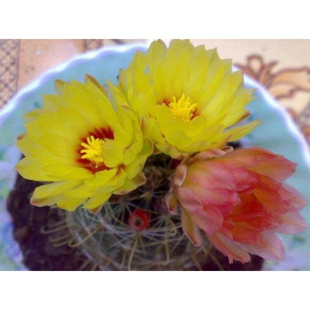 Hạt giống hoa xương rồng hamato KNS3546 - Gói 20 hạt