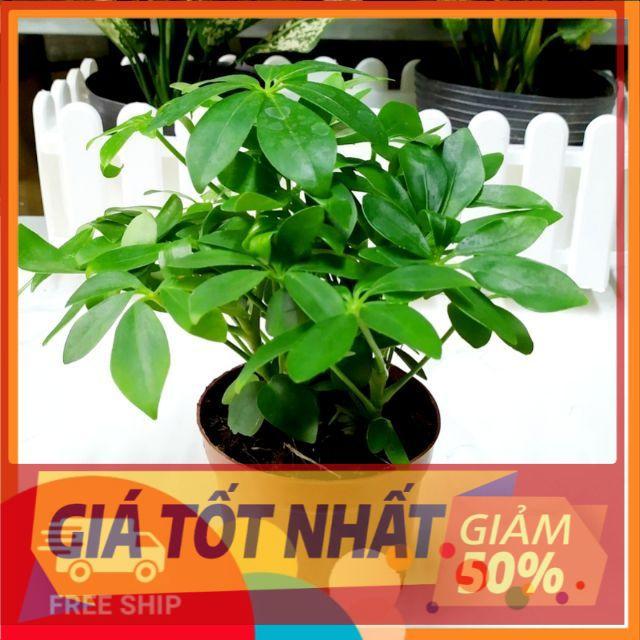 Cây ngũ gia bì