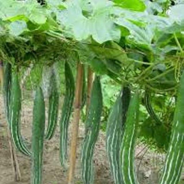 HẠT GIỐNG LẶC LÀY  5gr