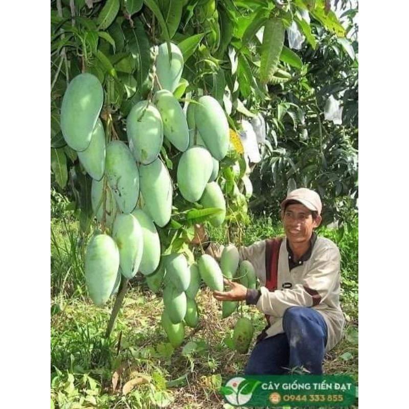 Xoài đài Loan