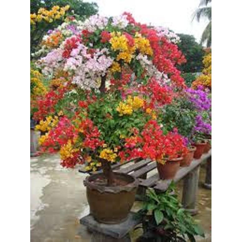 CHẬU TO HOA GIẤY ĐỦ MÀU