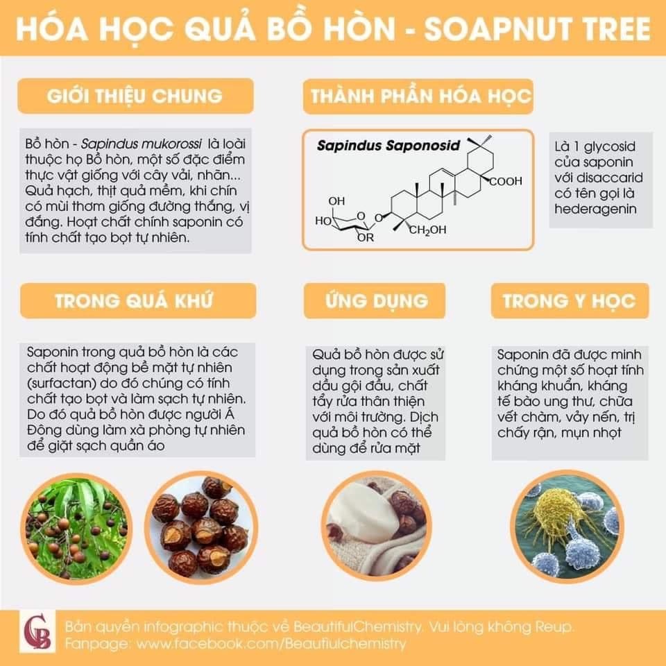 Hạt giống bồ hòn 200 Hạt