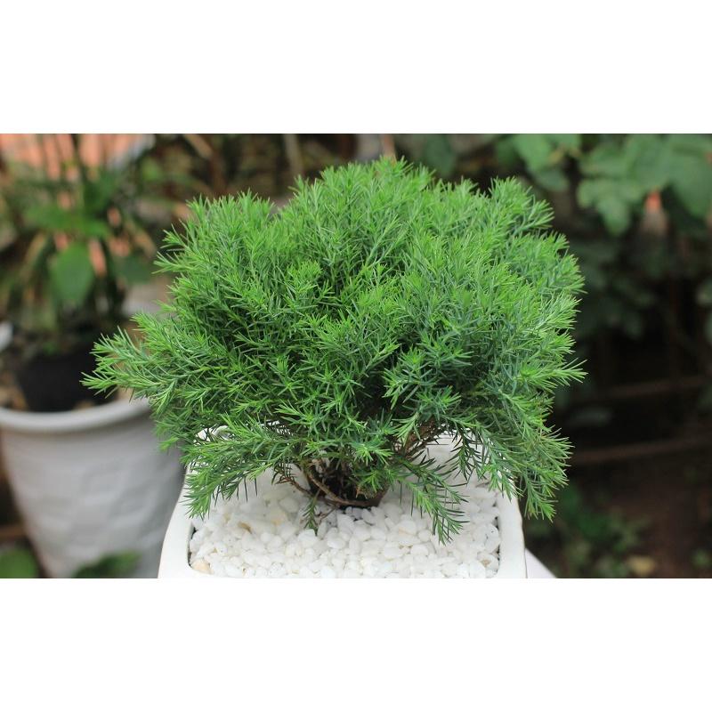 CÂY TÙNG BỒNG LAI *