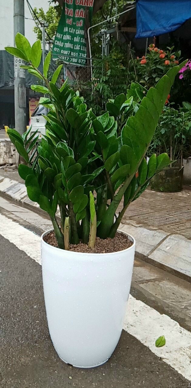 Chậu nhựa bom trơn giả sứ cao cấp _Chậu bầu dáng cao lòng sâu MÀU TRẮNG KT 35 X 46 cm