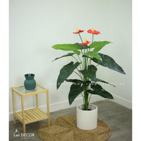 CÂY HOA HỒNG MÔN CAO 120CM - LC2373