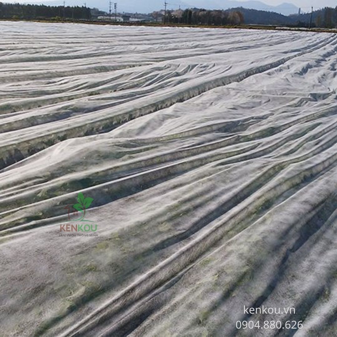 Màng phủ vải không dệt khổ 2.1m x dài 20m Passlite, Paopao Nhật Bản, ngăn sương, ngăn mưa, giữ ấm, thông thoáng