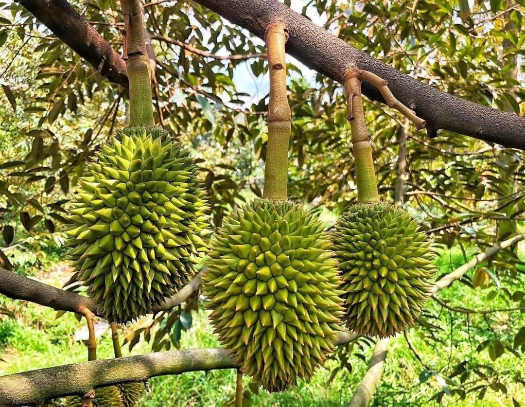 CÂY GIỐNG SẦU RIÊNG RI6 CÂY MÔ GHÉP PHÙ HỢP MỌI LOẠI ĐẤT CHO TRÁI SỚM