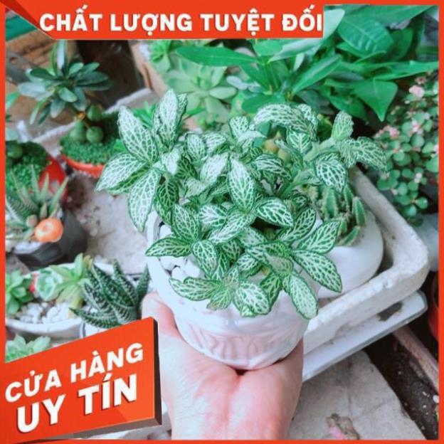 Chậu Cẩm Nhung Xanh