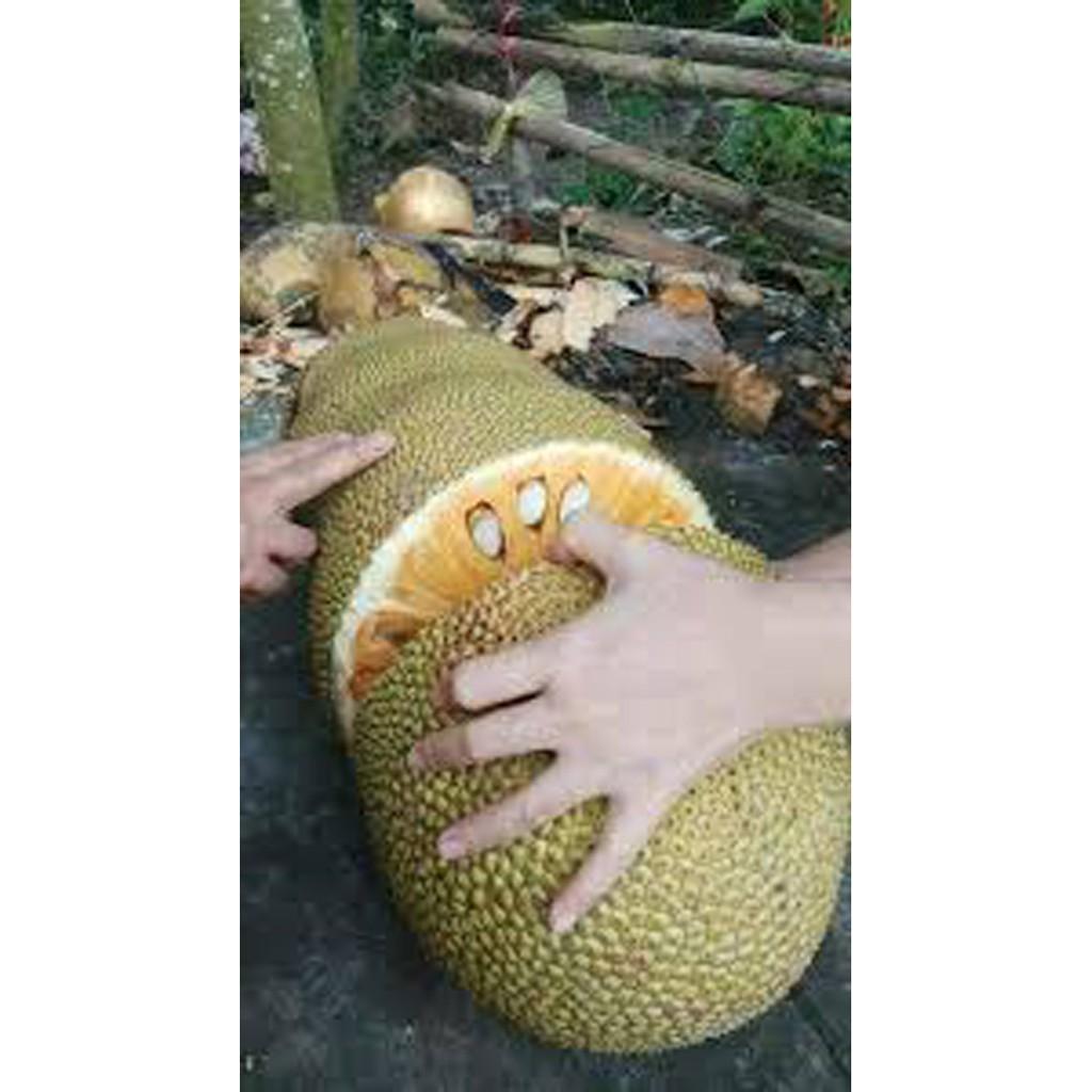 Cây Giống Mít trái dài Malaysia