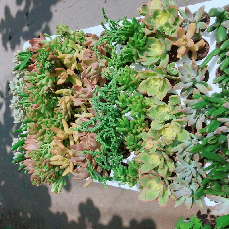 Sen Đá Vỉ 84 Cây