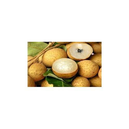 CÂY GIỐNG NHÃN KHÔNG HẠT THÁI